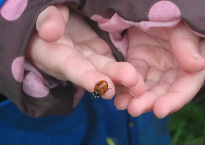 Forest School - image 1