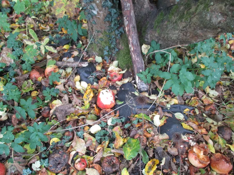 Forest School Fun Year 1 - image 6 Forest School Fun Year 1 - image 6