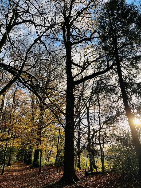 Gallery - created at 2022-11-30 11:57:58 - image 1