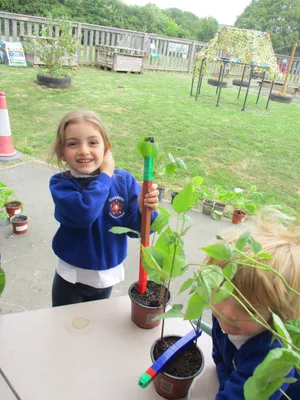 Giant Beanstalks - image 1
