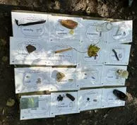 Forest School 31 - image 1 Forest School 31 - image 1