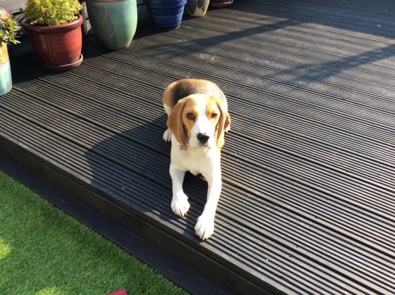 Our School - Bella 4 - image 3