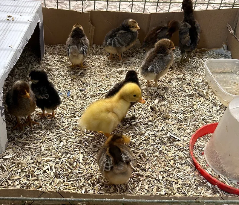 Gallery - created at 2025-05-23 15:26:33 - image 7