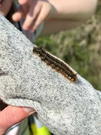 Summer 2023 - 21st June - Oaks - Stoupe Brow Moorland Walk - wildlife, map work (National Parks) - image 6 Summer 2023 - 21st June - Oaks - Stoupe Brow Moorland Walk - wildlife, map work (National Parks) - image 6