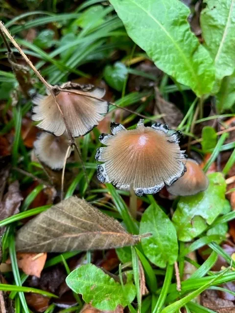 Gallery - created at 2022-11-08 12:34:18 - image 10