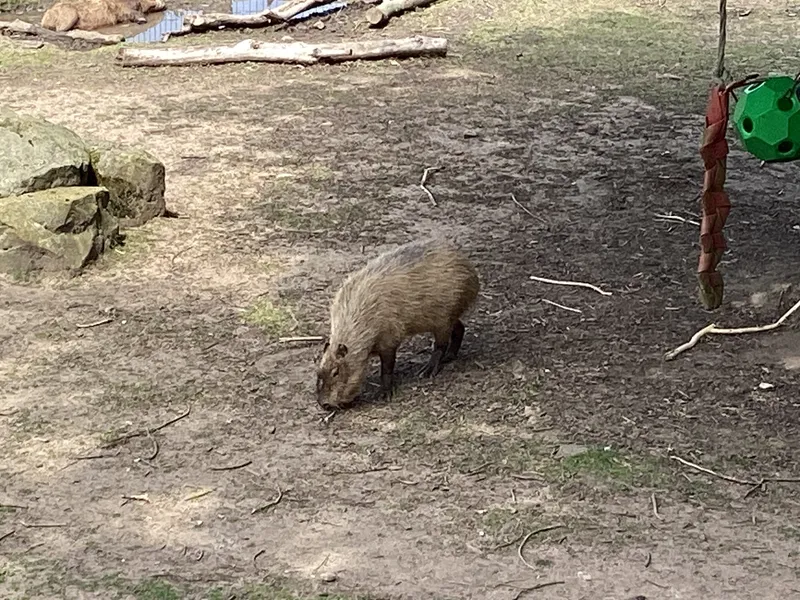 Blackpool zoo - image 16
