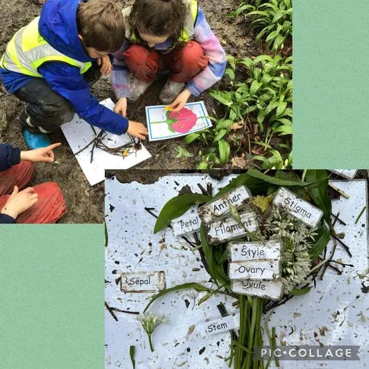 Forest School 40 - image 3 Forest School 40 - image 3