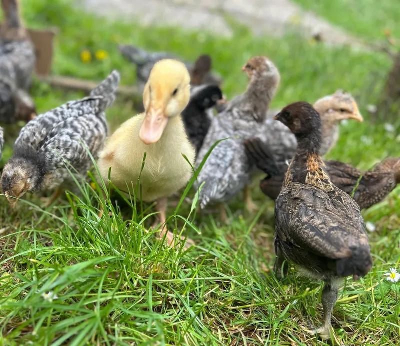 Gallery - created at 2025-06-06 11:32:24 - image 5