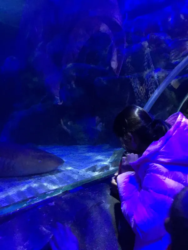 Year 5 Sealife Centre  - image 60