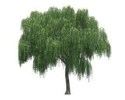 Willow