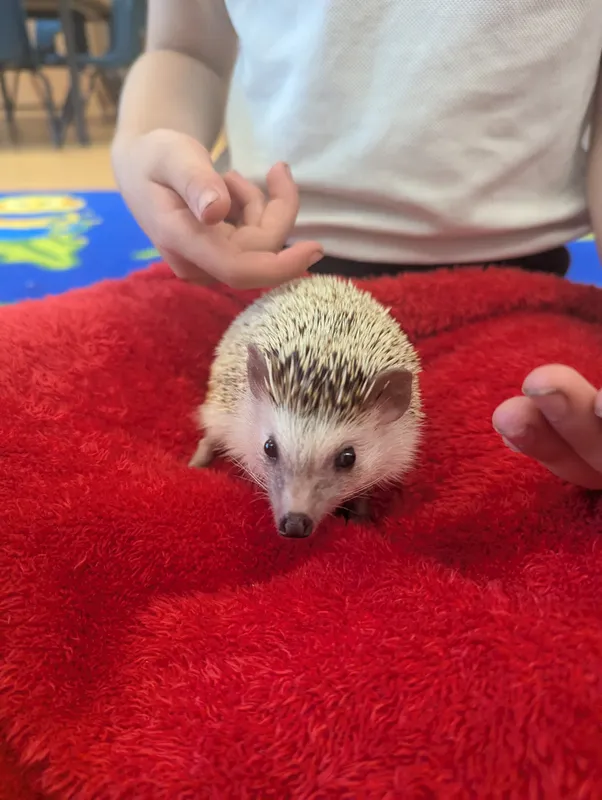PS blog wb 16.6 Hazard hedgehog - image 6 PS blog wb 16.6 Hazard hedgehog - image 6