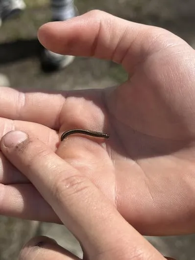 Summer 2023 - 21st June - Oaks - Stoupe Brow Moorland Walk - wildlife, map work (National Parks) - image 10 Summer 2023 - 21st June - Oaks - Stoupe Brow Moorland Walk - wildlife, map work (National Parks) - image 10