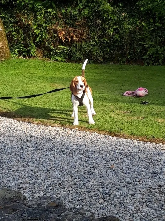 Our School - Bella 6 - image 1