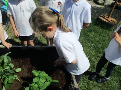 Planting - image 7