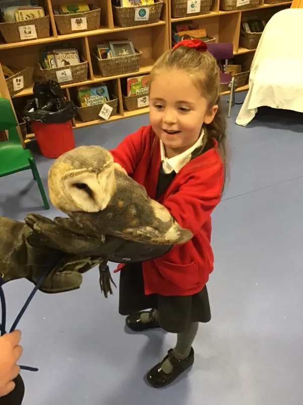 birds of prey year 1 25 - image 20 birds of prey year 1 25 - image 20