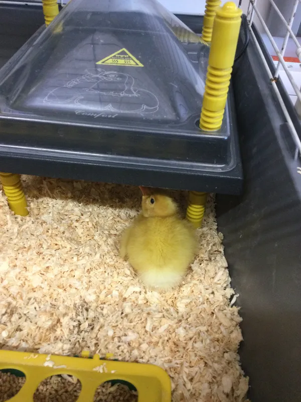 PS duckling update 1 - image 2