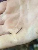 Forest School 97 - image 1 Forest School 97 - image 1