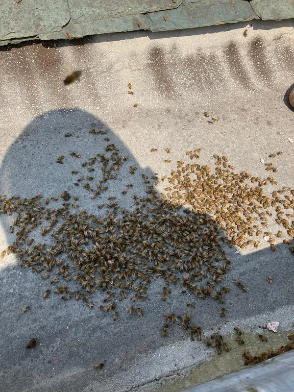 Gallery - created at 2025-06-06 09:25:32 - image 4