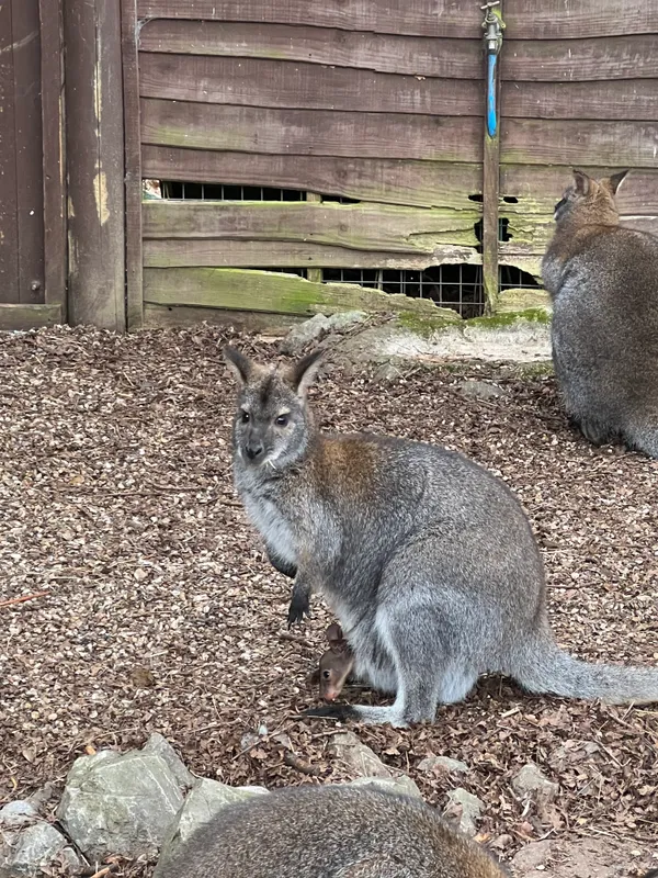 Gallery - created at 2023-02-28 20:50:59 - image 3 Gallery - created at 2023-02-28 20:50:59 - image 3