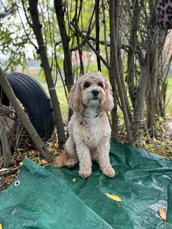 Woody our therapy dog
