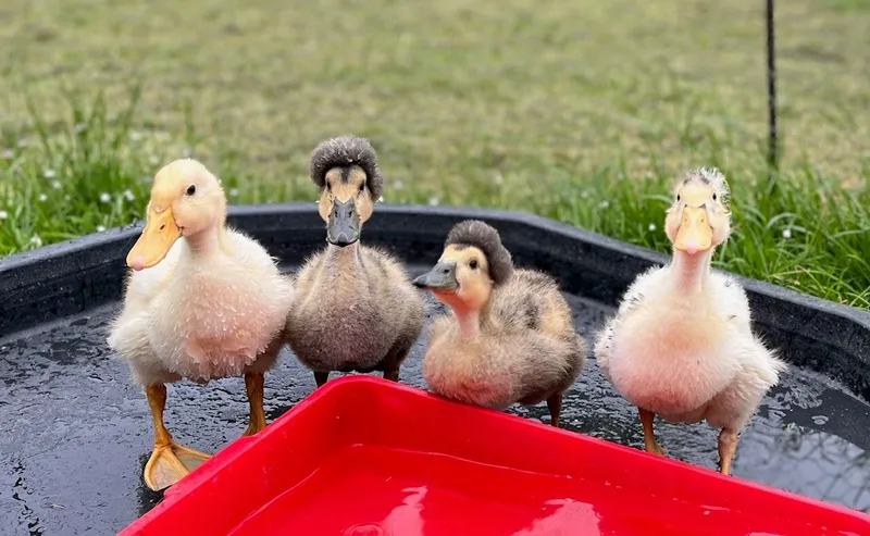 Gallery - created at 2023-06-09 12:14:52 - image 3