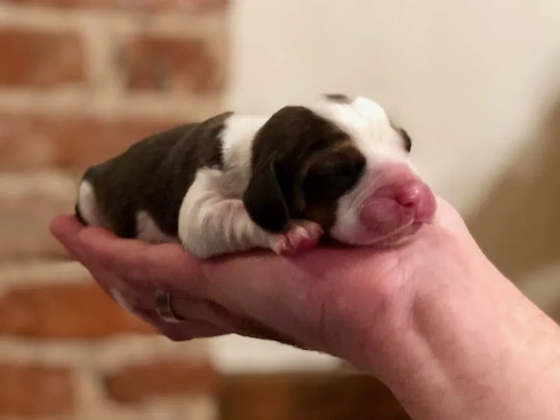 Our School - Bella 13 - image 2