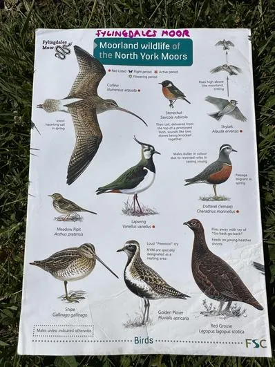 Summer 2023 - 21st June - Oaks - Stoupe Brow Moorland Walk - wildlife, map work (National Parks) - image 4 Summer 2023 - 21st June - Oaks - Stoupe Brow Moorland Walk - wildlife, map work (National Parks) - image 4