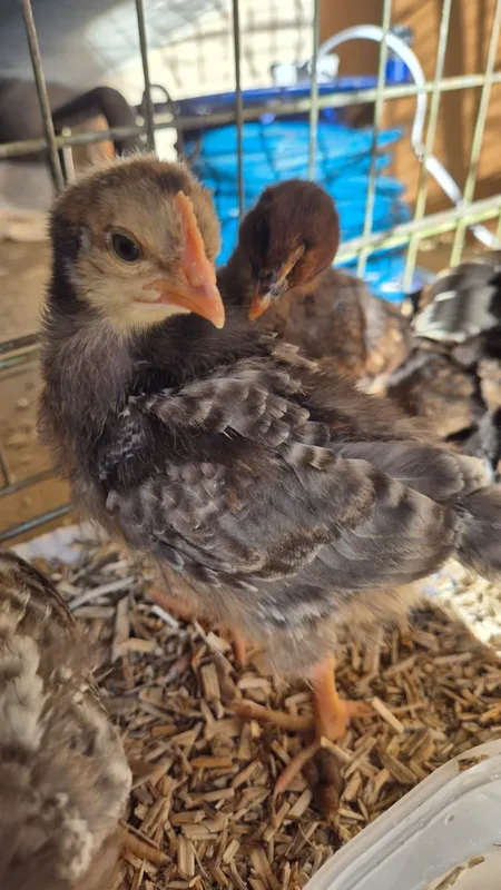 Gallery - created at 2025-05-30 16:00:27 - image 3